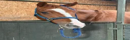 English Thoroughbred horses for sale: Tango mango 🥭  - Advert 1