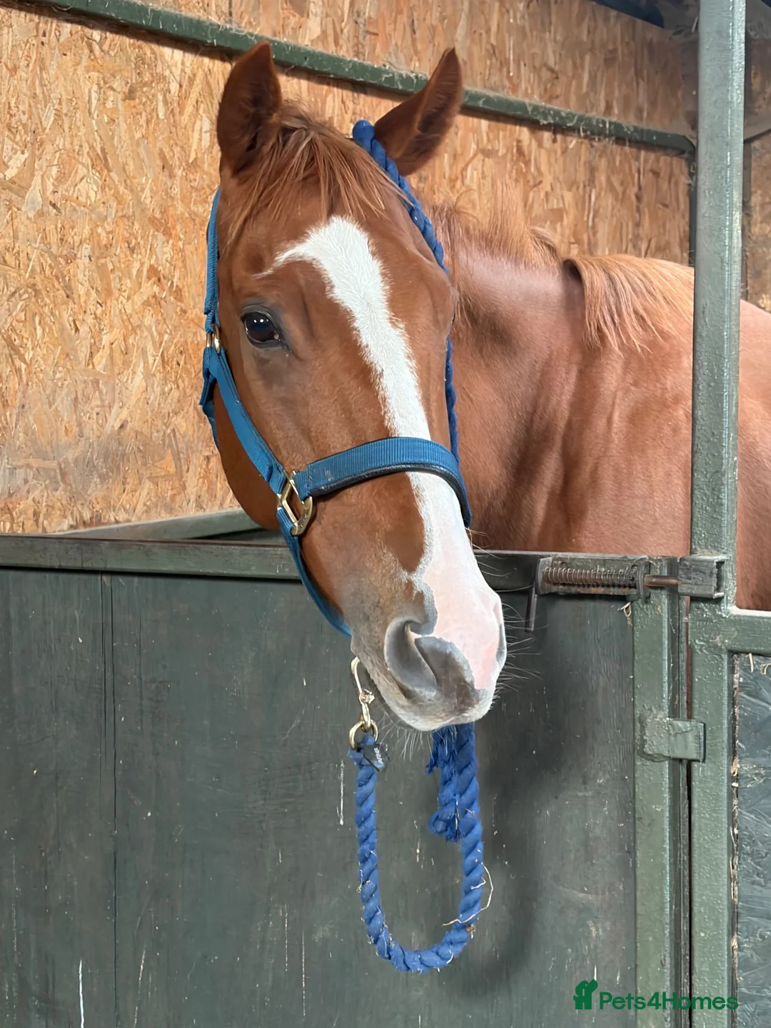 English Thoroughbred horses for sale: Tango mango 🥭  - Advert 1
