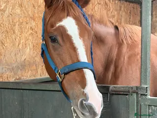 English Thoroughbred horses Tango mango 🥭 - Advert 1