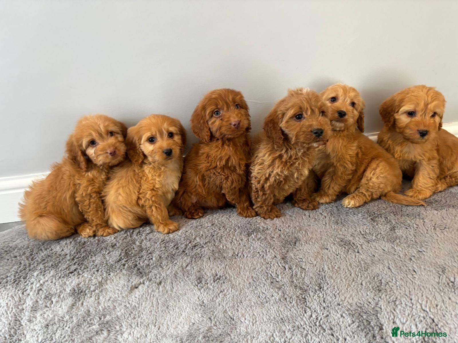 Cockapoo dogs Cockapoo puppies ready now  - Advert 3