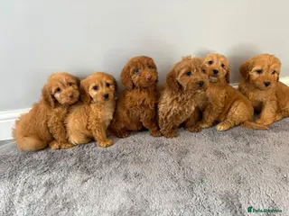 Cockapoo dogs Cockapoo puppies ready now - Advert 3