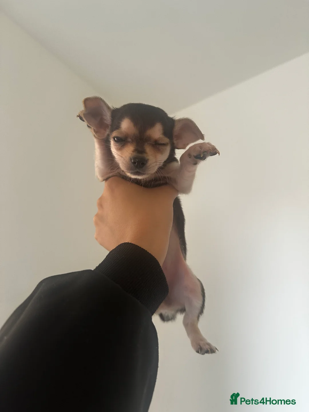 Chihuahua dogs for sale: Gorgeous Chihuahua girls - Advert 3