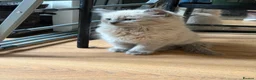 Ragdoll cats for sale: LAST FEMALE  - Advert 3