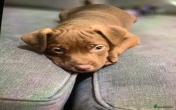 Patterdale Terrier dogs for sale: chocolate patterdale terriers  - Image 21