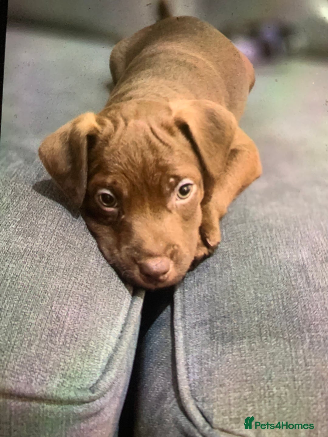 Patterdale Terrier dogs for sale: chocolate patterdale terriers  - Image 21