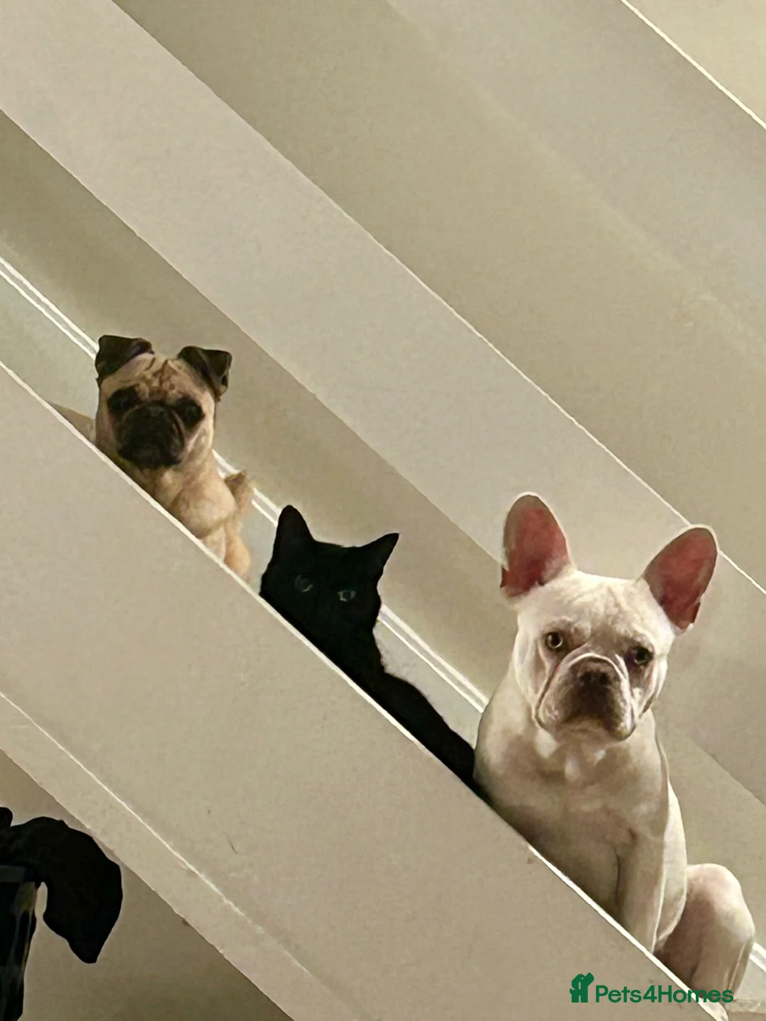 Mixed Breed dogs for sale: White french bulldog cross boston  in Basildon - Advert 1