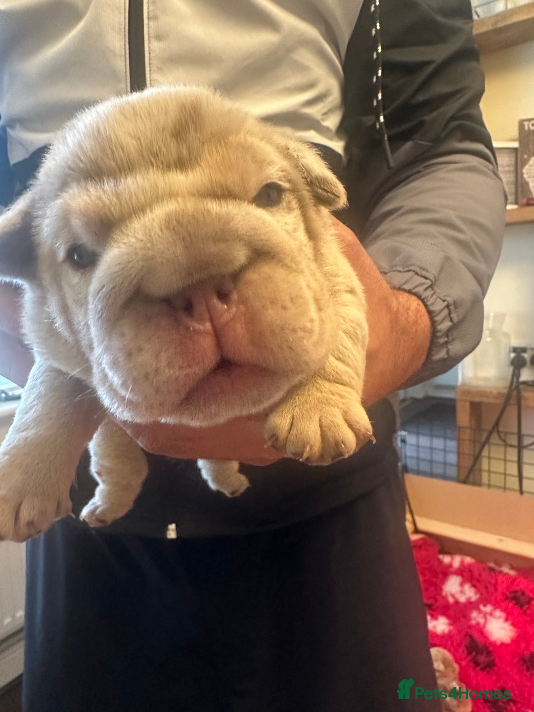 English Bulldog dogs for sale: English bulldog puppies - Image 30