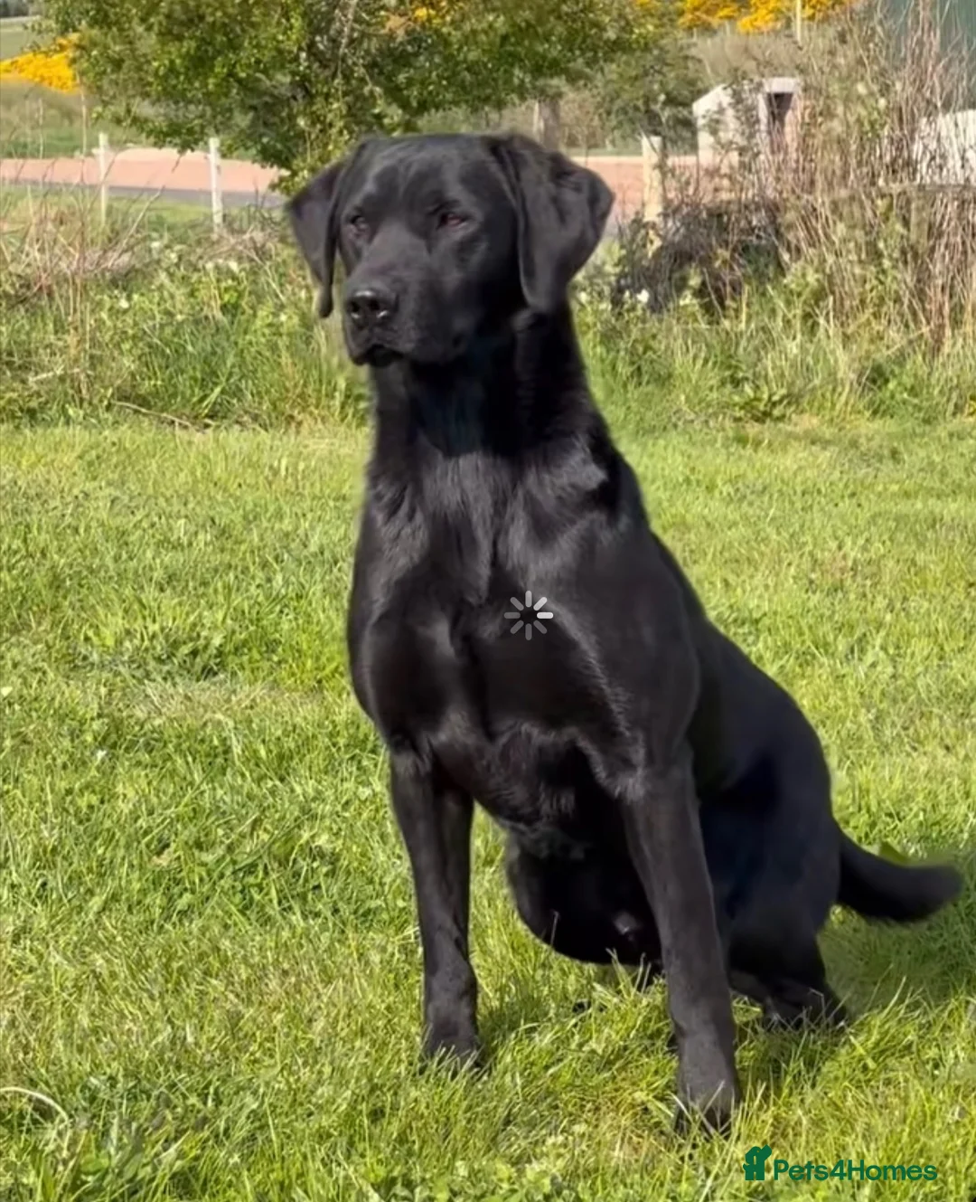Mixed Breed dogs for sale: Beautiful Cockador × Labrador Puppies  in Duns - Advert 2
