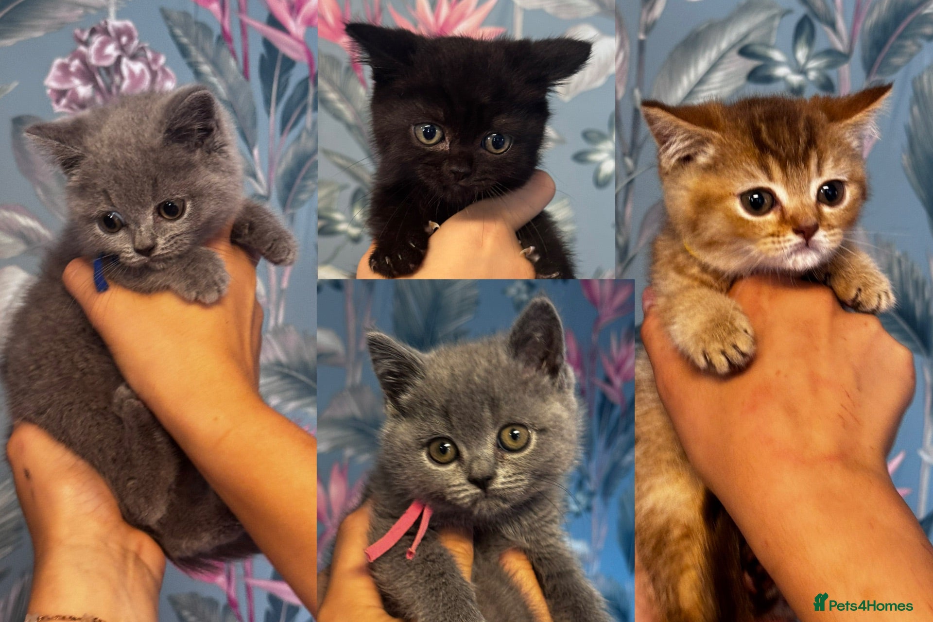 British Shorthair cats stunning affectionate Kittens available - Advert 1