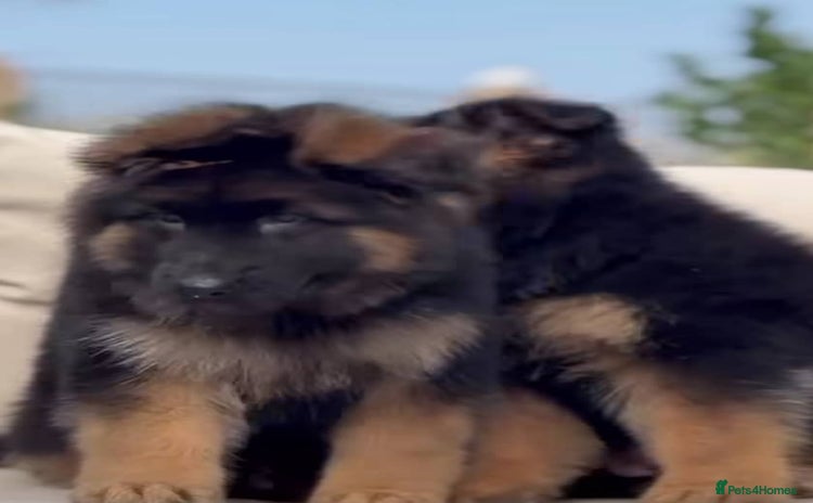 German Shepherd dogs - Advert 1