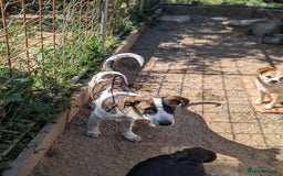 Mixed Breed dogs for adoption: Benson is looking for a dog friend! - Image 4