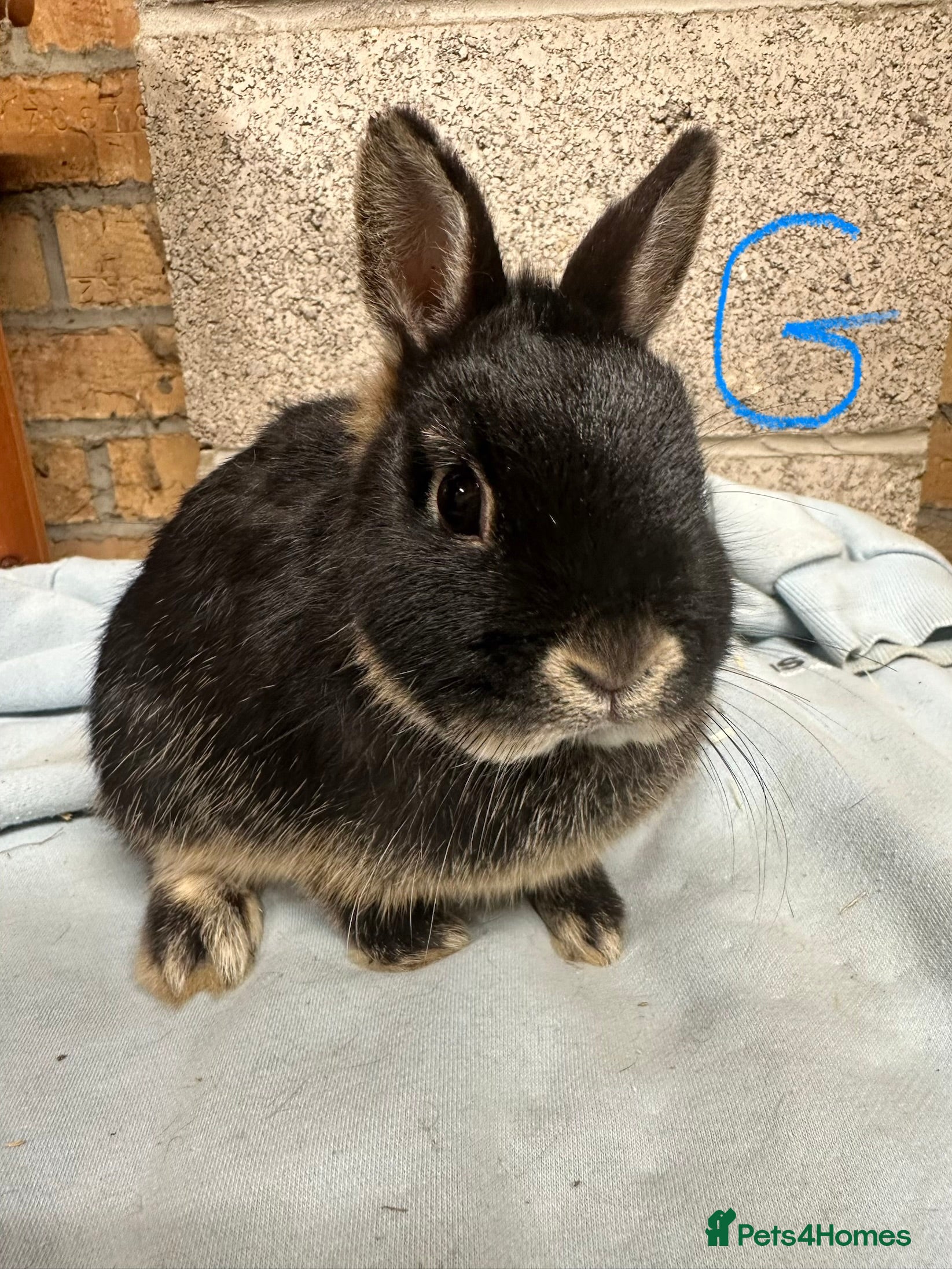 Netherland Dwarf rabbits Netherland Dwarf Rabbits for sale  - Advert 3