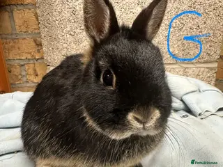 Netherland Dwarf rabbits Netherland Dwarf Rabbits for sale - Advert 3