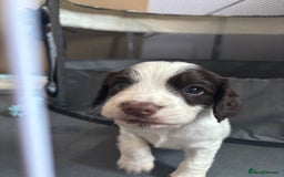 Cocker Spaniel dogs for sale: Cocker Spaniel Puppies ready 22nd October  - Image 14