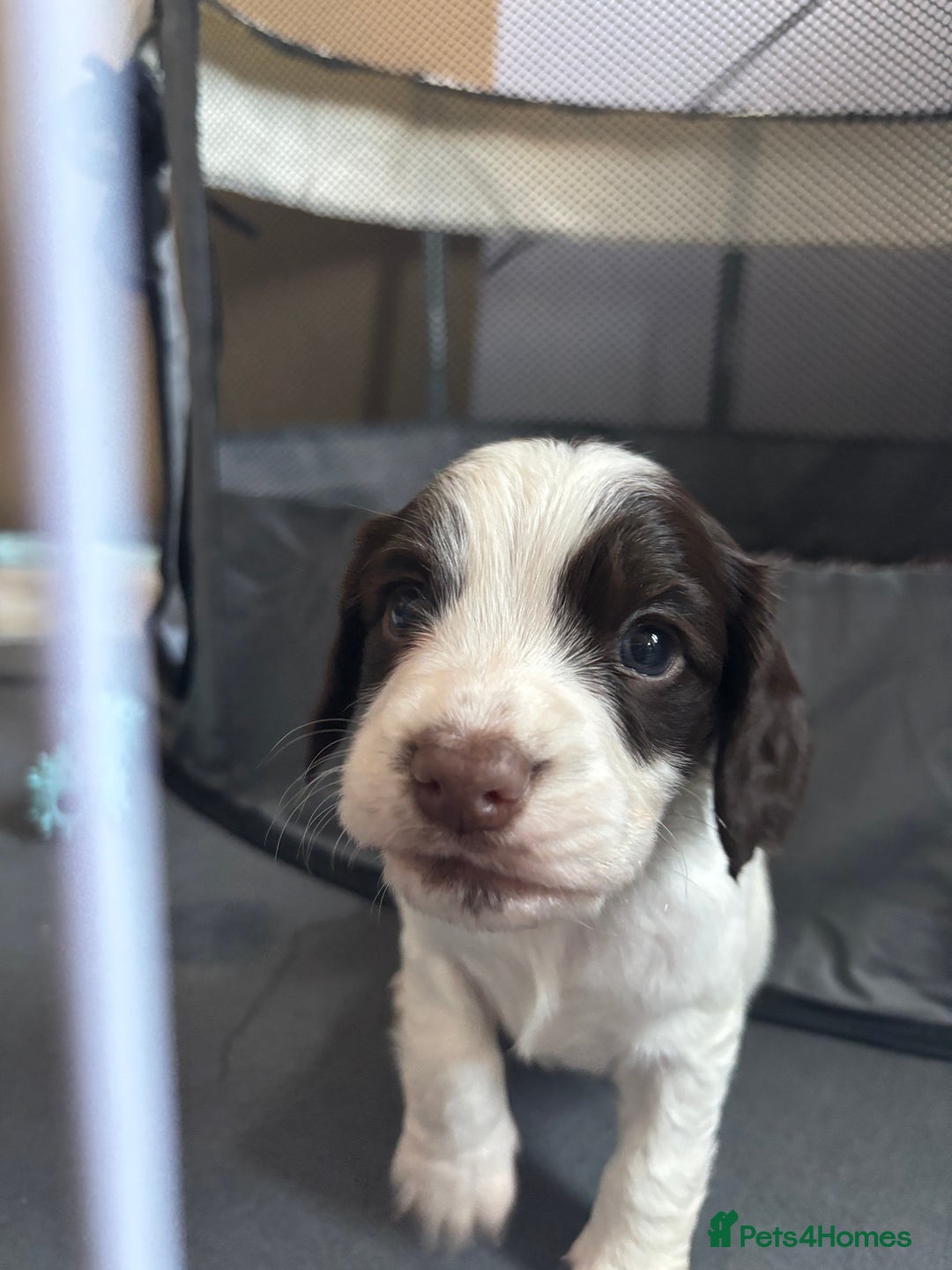 Cocker Spaniel dogs for sale: Cocker Spaniel Puppies ready 22nd October  - Image 14