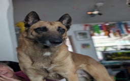 Belgian Shepherd Dog dogs for stud: Proven, KC, BSD malinois stud. HEALTH TESTED in Treorchy - Image 2