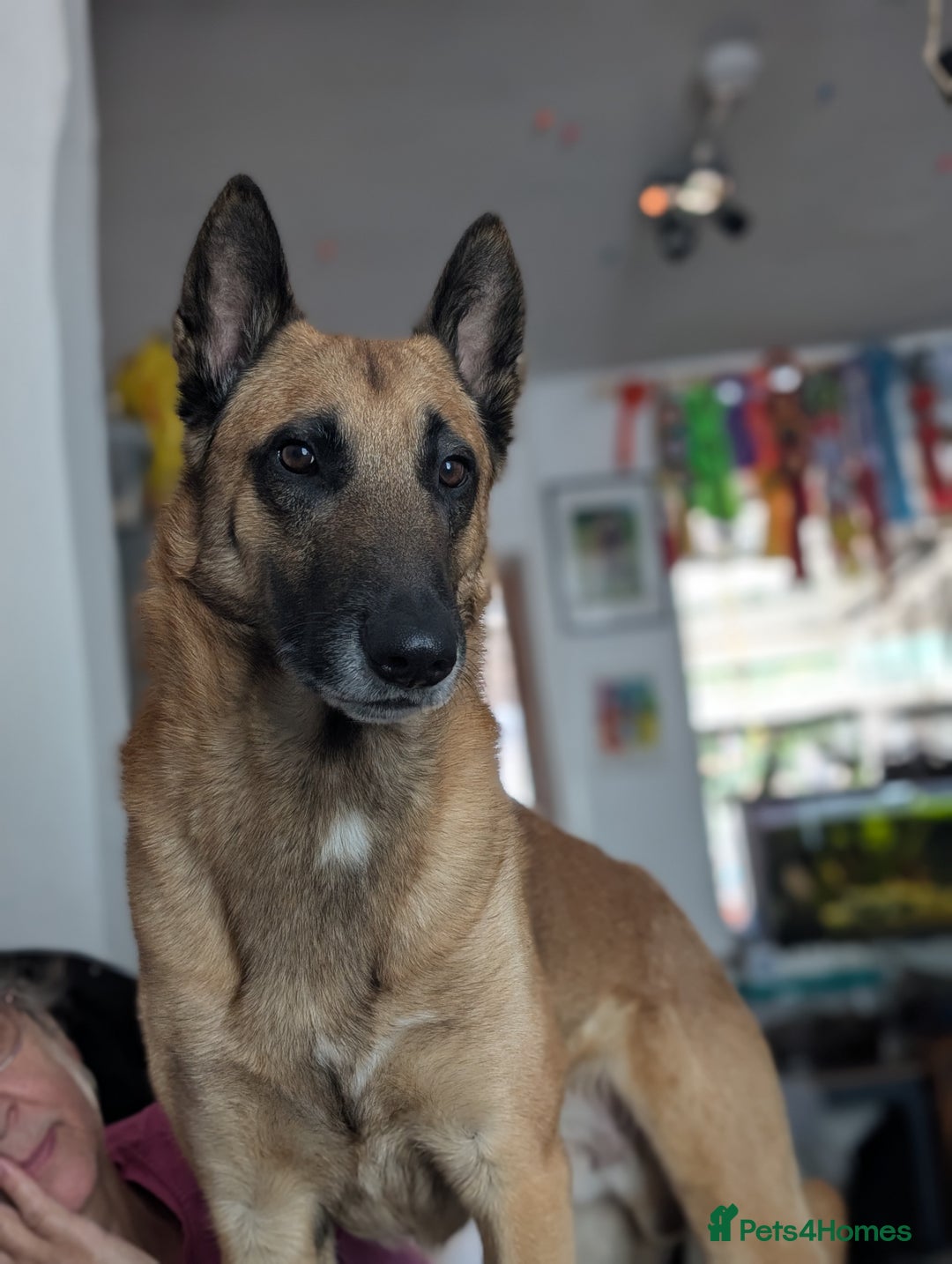 Belgian Shepherd Dog dogs for stud: Proven, KC, BSD malinois stud. HEALTH TESTED in Treorchy - Image 2