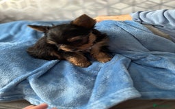 Yorkshire Terrier dogs for sale:  Merle Yorkshire terrier puppies  - Image 38