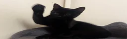 Domestic Shorthair cats for sale: Black Kitten with White Pouch (3 months) - Advert 7