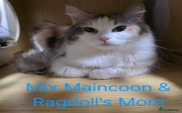 Maine Coon cats for sale: Maincoon Kitten For Sale - Image 18