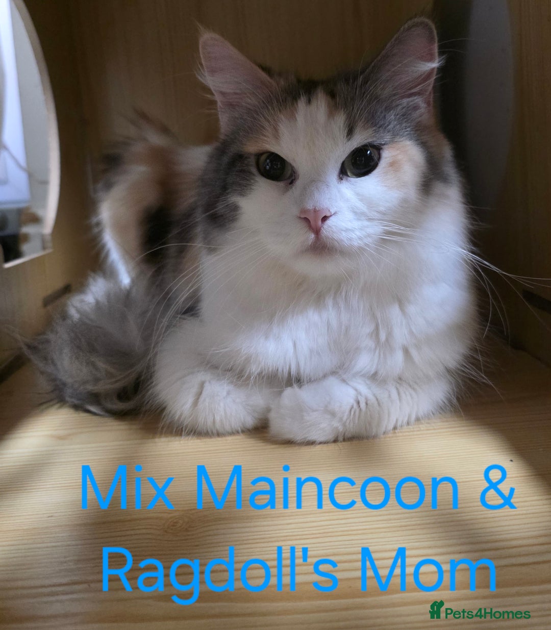 Maine Coon cats for sale: Maincoon Kitten For Sale - Image 18
