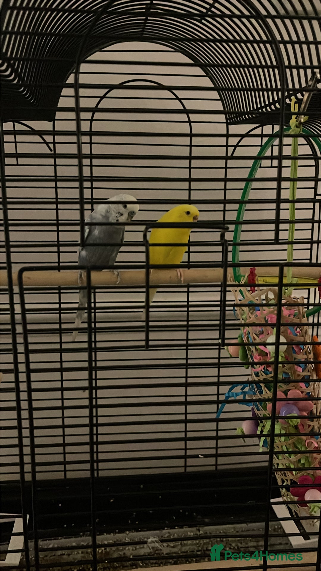 Budgerigars birds for sale: 2 blue and yellow buggies  - Advert 2