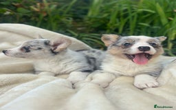 Welsh Corgi Cardigan dogs for sale: ⭐️Beautiful Cardiganshire Corgi Pups⭐️*1 LEFT* - Image 17