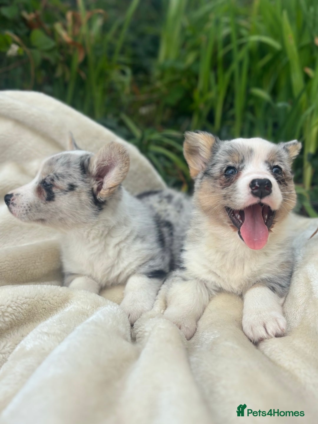 Welsh Corgi Cardigan dogs for sale: ⭐️Beautiful Cardiganshire Corgi Pups⭐️*1 LEFT* - Image 17
