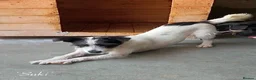 Mixed Breed dogs for adoption: Suki. 4 yrs old approx. Available for adoption  - Advert 7