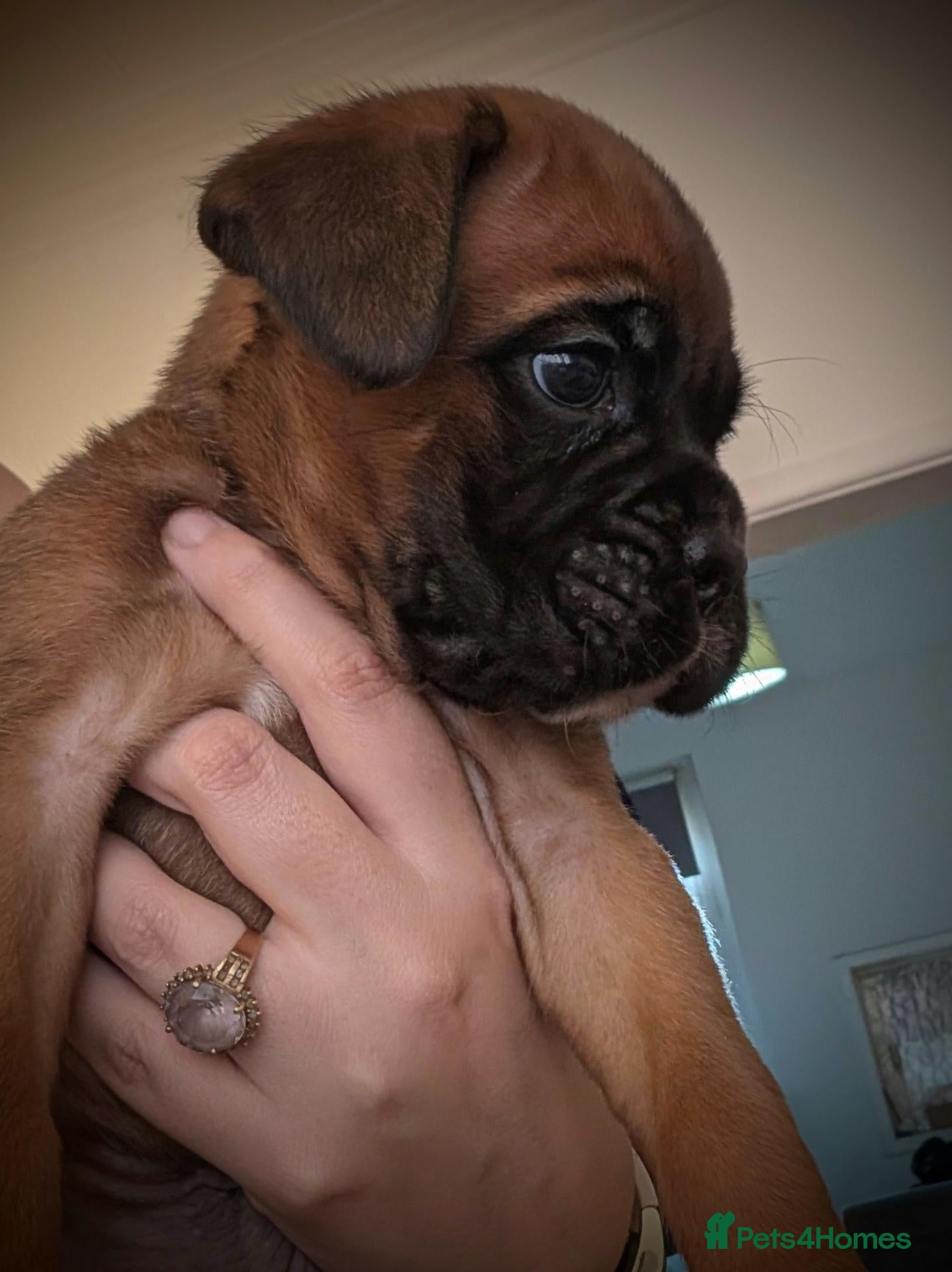 Boxer dogs KC Registered red bob tail boxer boy  - Advert 2