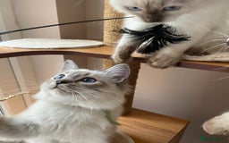 Ragdoll cats for sale: Ragdoll kittens from Moonliteyecats  - Image 18