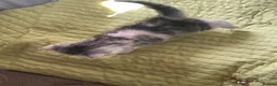 Exotic cats for sale: Gorgeous GCCF reg. kittens from Champions parents  - Advert 8