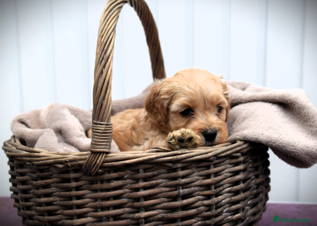 Cockapoo dogs for sale: American cockapoos (yankydoodles)  - Advert 7