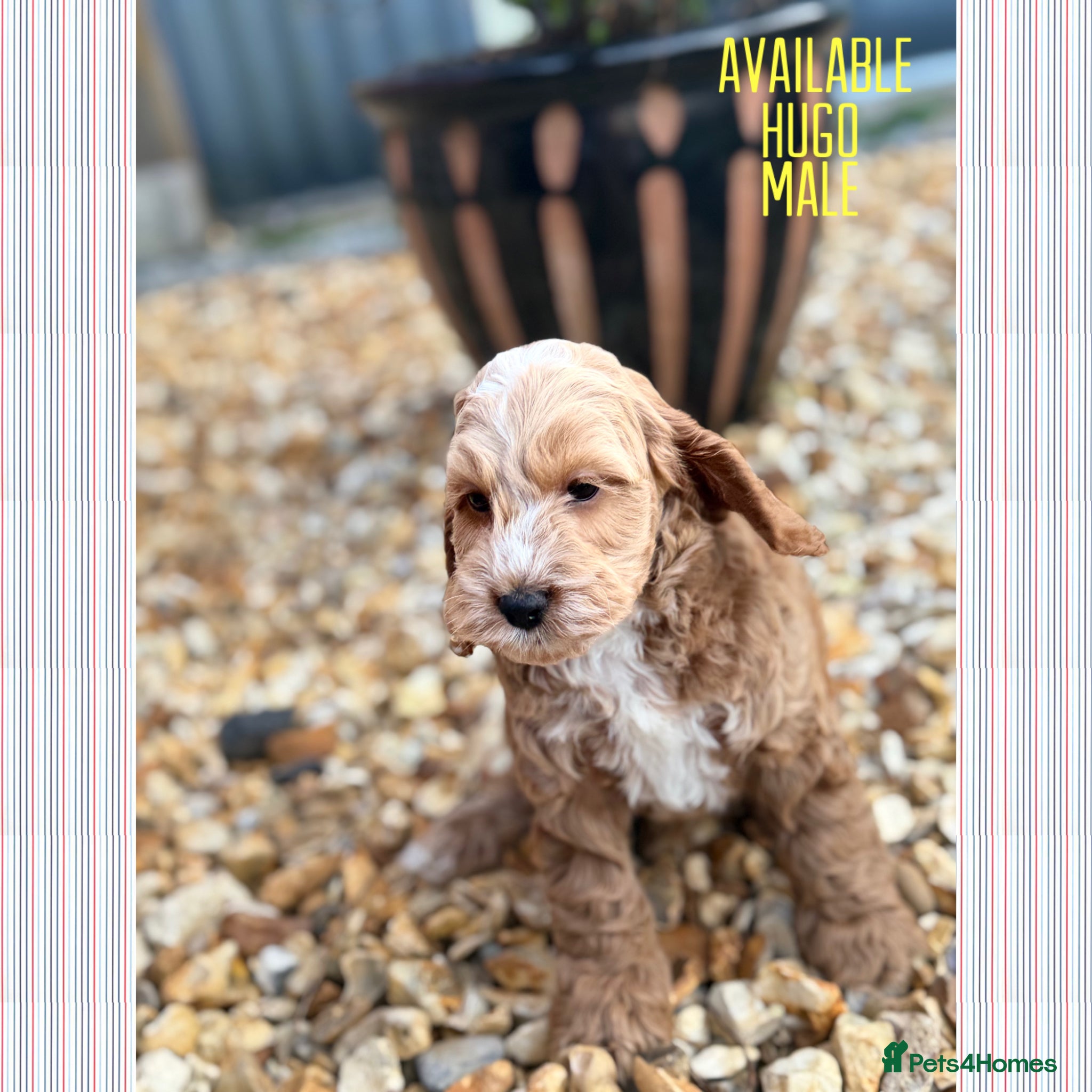 Cockapoo dogs F1 cockapoo puppies READY THIS SATURDAY  - Advert 2