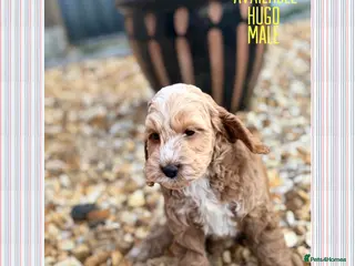Cockapoo dogs F1 cockapoo puppies READY THIS SATURDAY - Advert 2