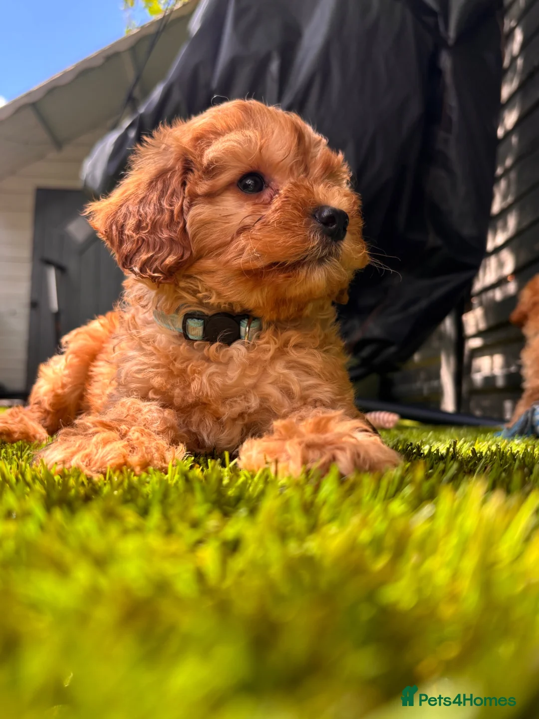 Cavapoo dogs for sale: Beautiful F1 Cavapoo Puppies  - Advert 1