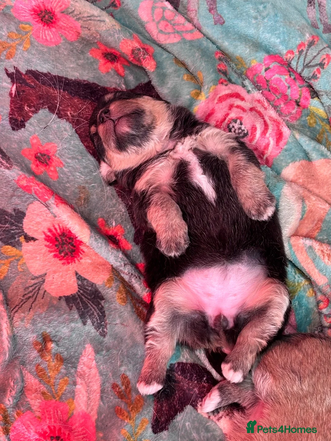 Mixed Breed dogs for sale: Corgipoos - Advert 2