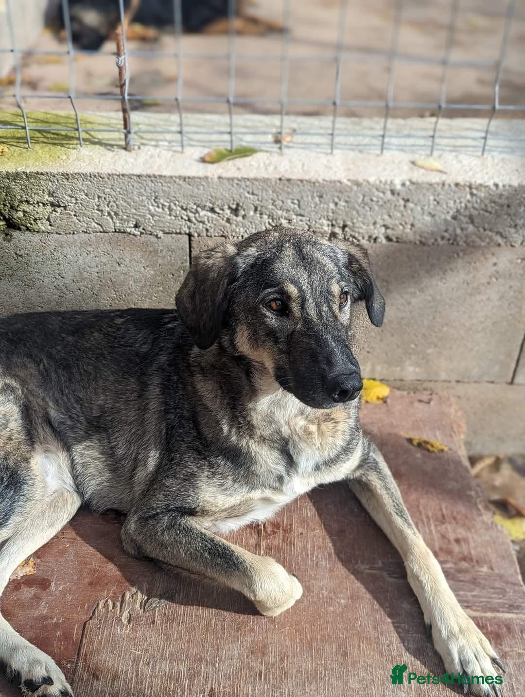 Mixed Breed dogs for adoption: Lucky 💙 - Advert 10
