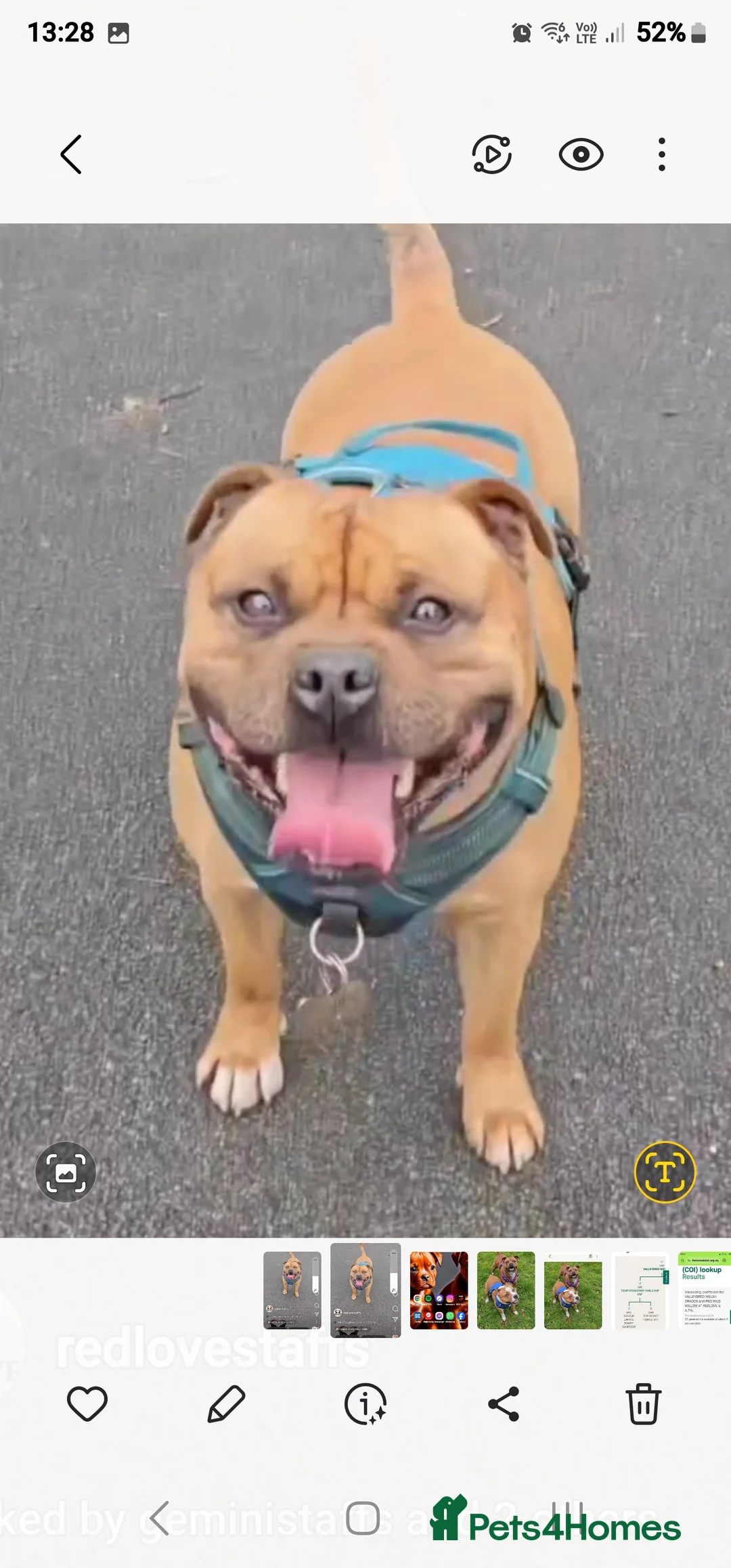 Staffordshire Bull Terrier dogs for stud: 🇬🇧 THE RED DREAMTEAM 🇬🇧Exceptional Temprements in Rochdale - Advert 9