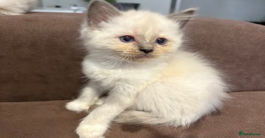 Ragdoll cats - Advert 9