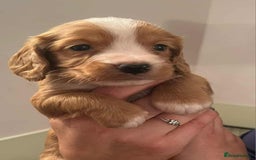 Cocker Spaniel dogs for sale: Gorgeous Health Tested Working Cocker Spaniels - Image 30