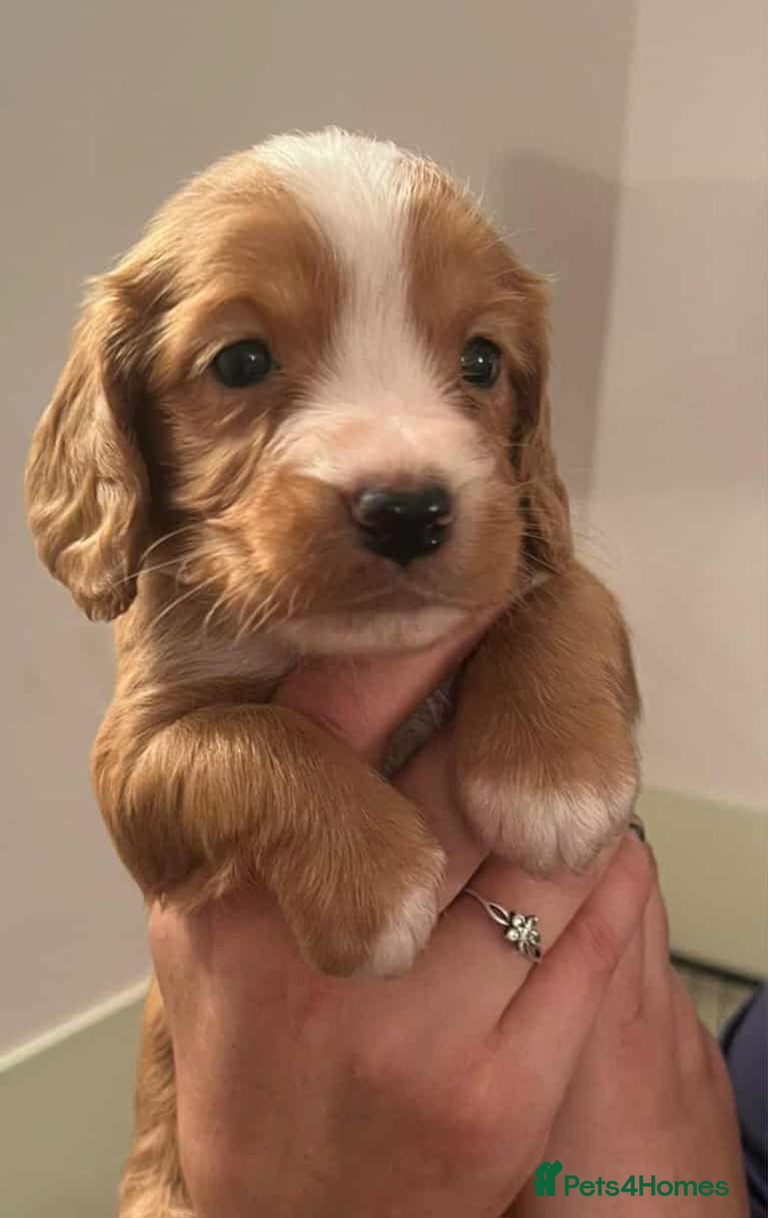 Cocker Spaniel dogs for sale: Gorgeous Health Tested Working Cocker Spaniels - Image 30
