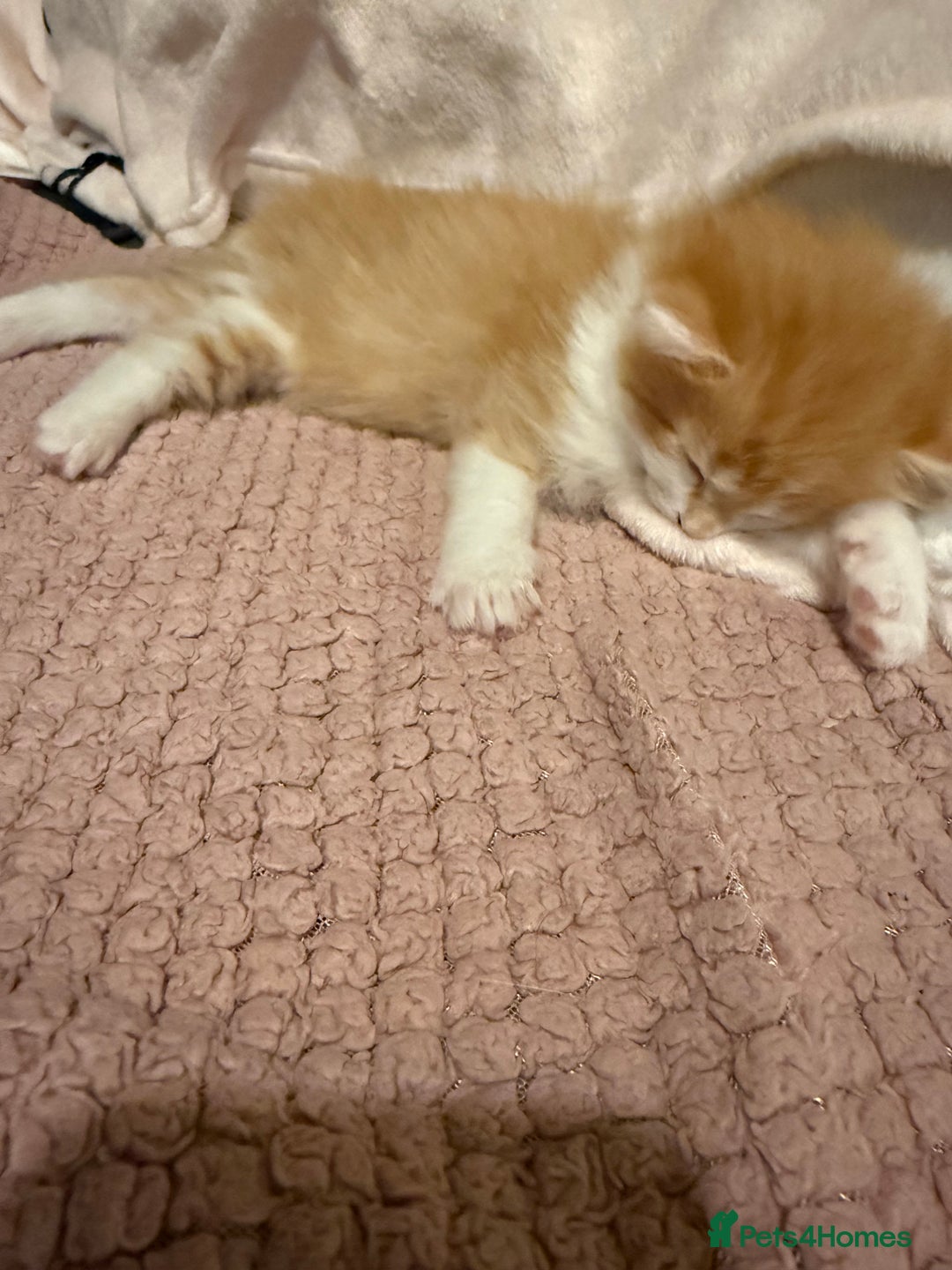 Ragdoll cats for sale: Stunning Ragdolls kittens available  - Advert 7