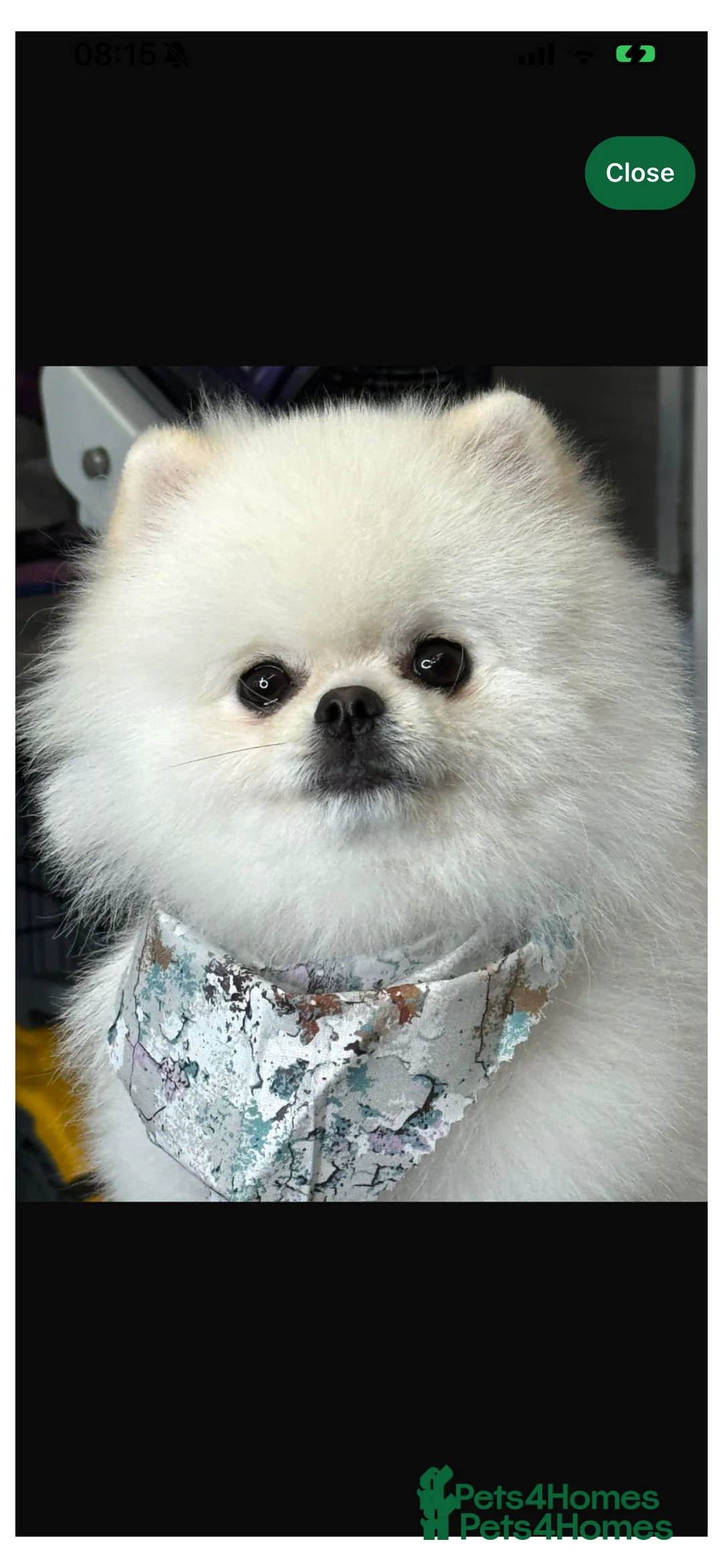 Pomeranian dogs for sale: BEAUTIFUL POMERANIAN GIRLS AVAILABLE  - Advert 12