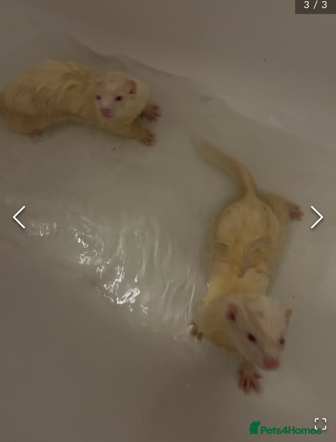 Ferret rodents for sale: two male ferrets for sale  - Advert 3