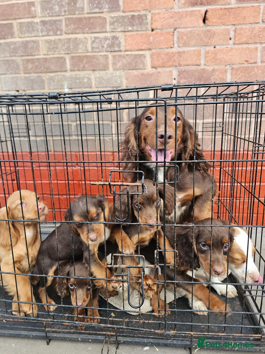 Cocker Spaniel dogs for sale: 6 beautiful working cocker spaniel puppys - Advert 1