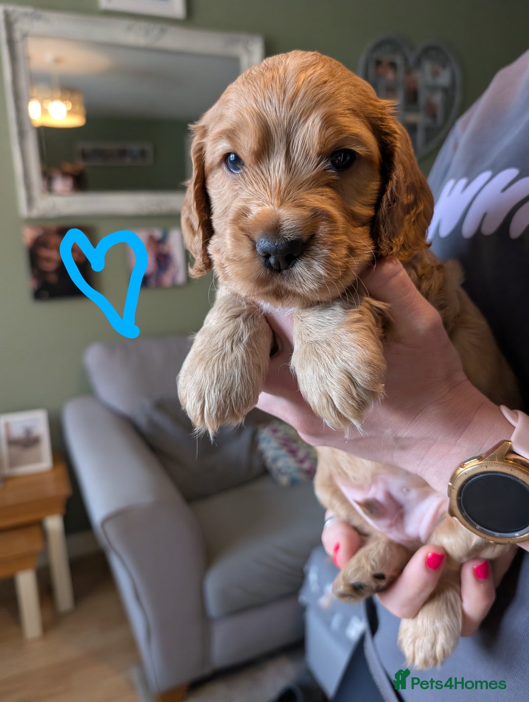 Cocker Spaniel dogs for sale: KC Registered Cocker Spaniel Puppies in Canterbury - Image 12