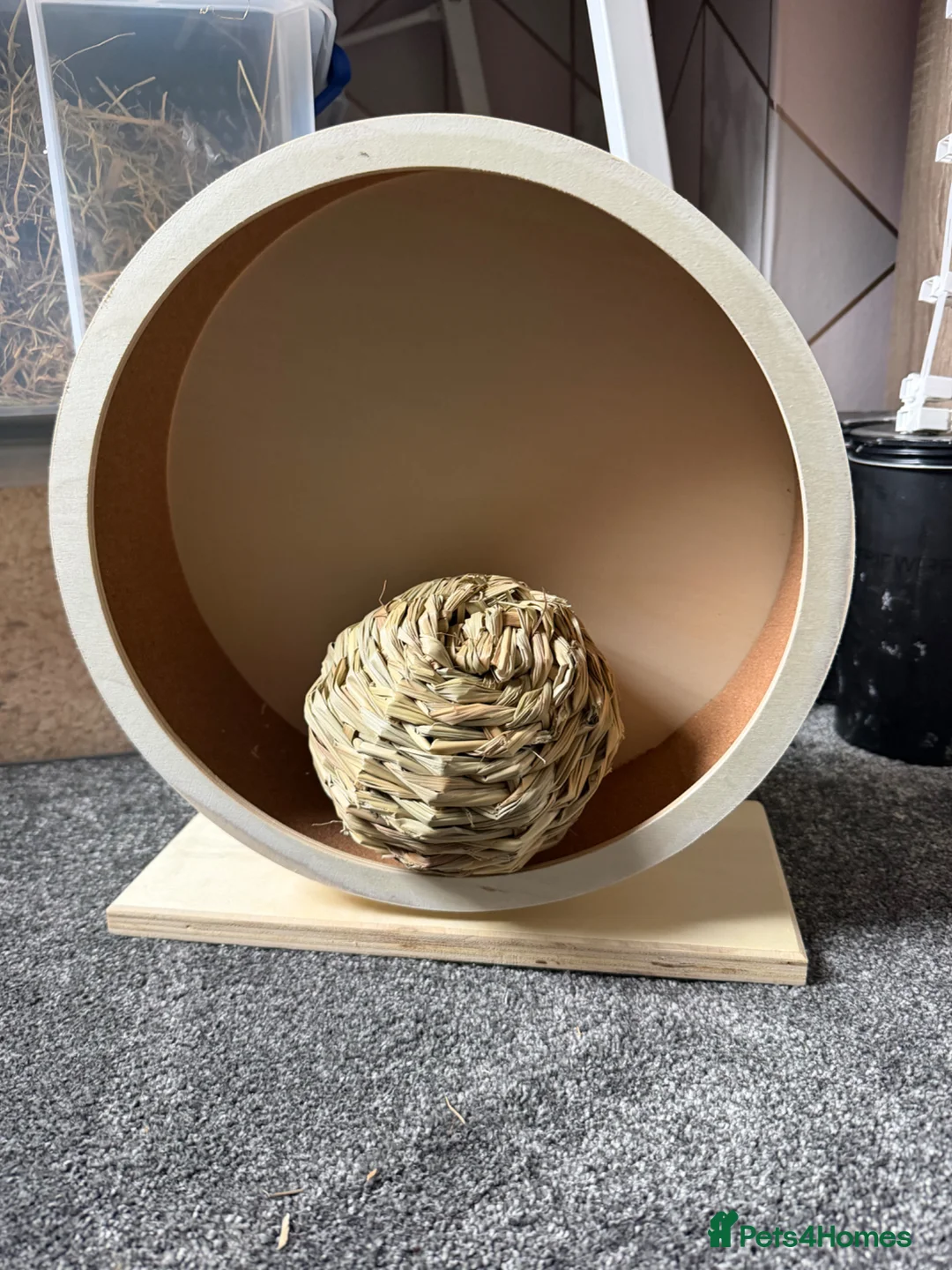 Guinea Pig rodents for sale: guinea pigs in Bolton - Advert 5