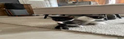 Domestic Shorthair cats for sale: Three loveable tuxes :) in Harlow - Advert 4