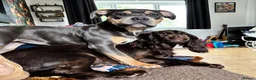 American Bully dogs for sale: Coco nearly 7 months. Beautiful girl.  - Advert 8